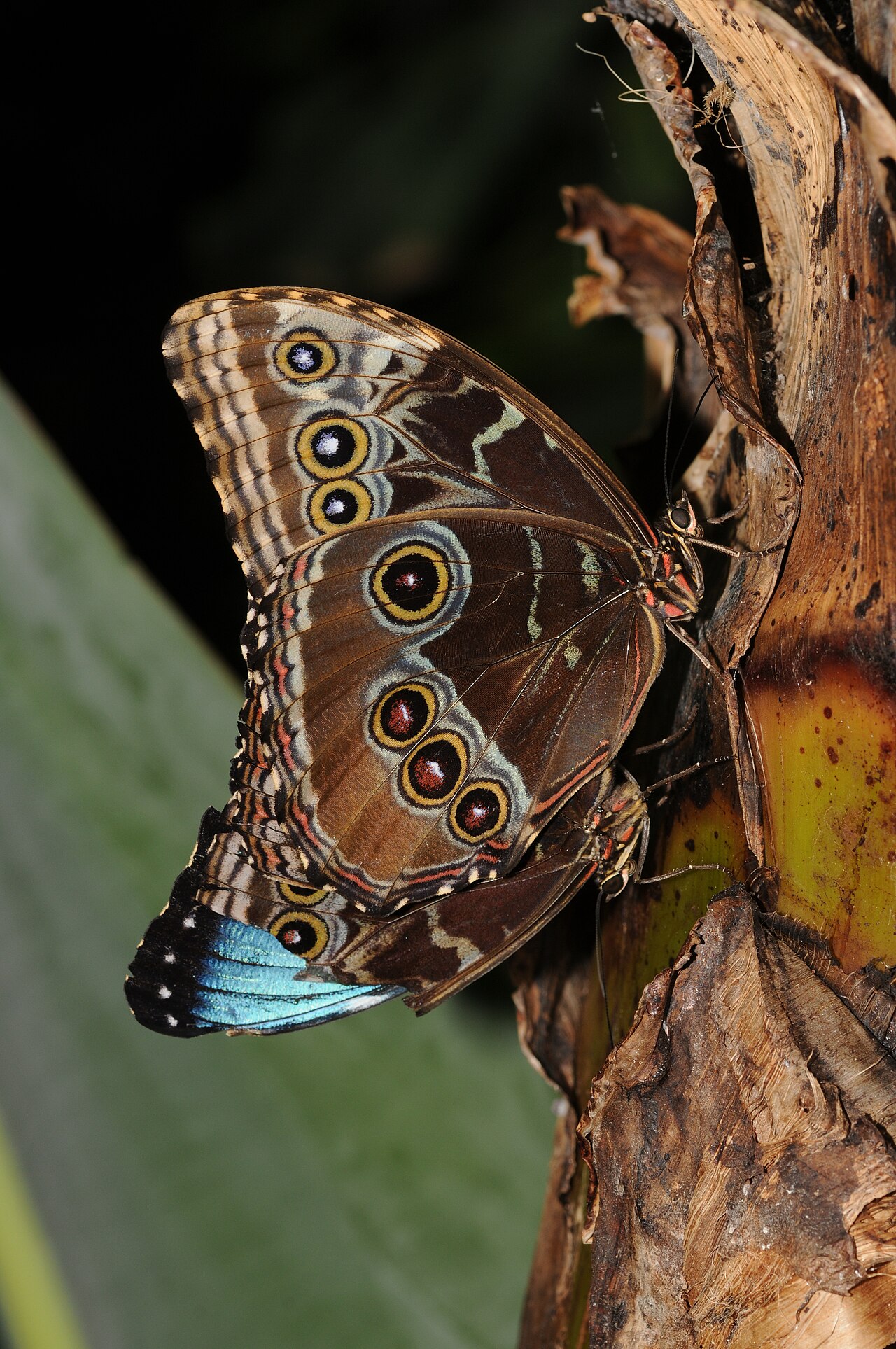 Mariposa Morpho azul con alas iridiscentes de color azul metálico.