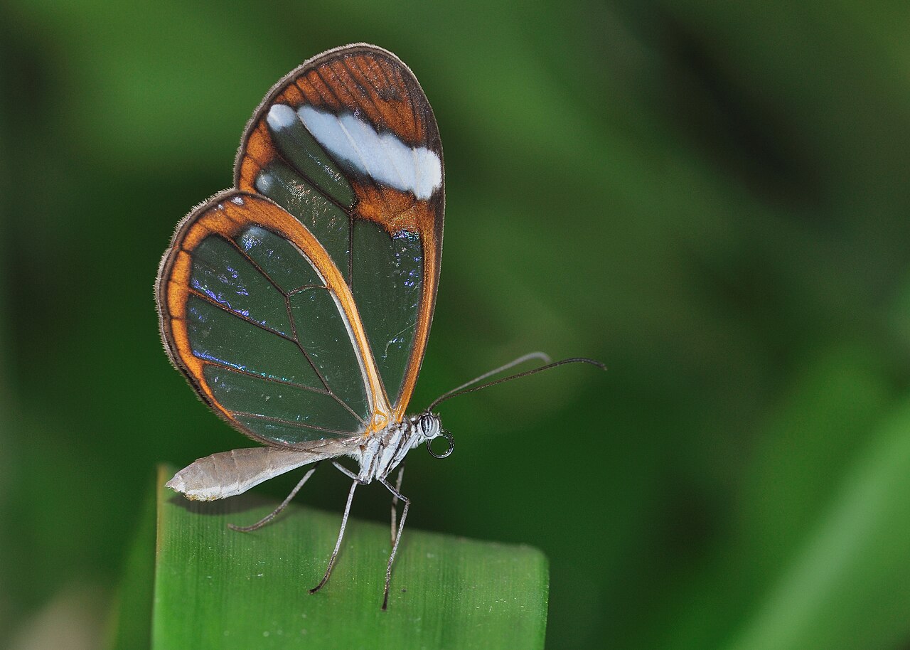 Mariposa de alas transparentes