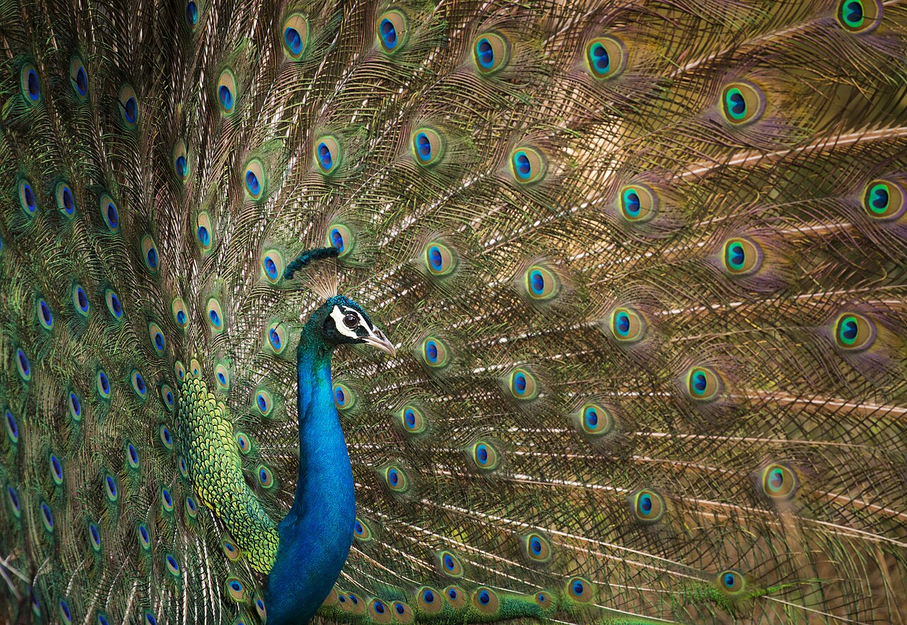 Pavo real indio con plumas iridiscentes en las alas.