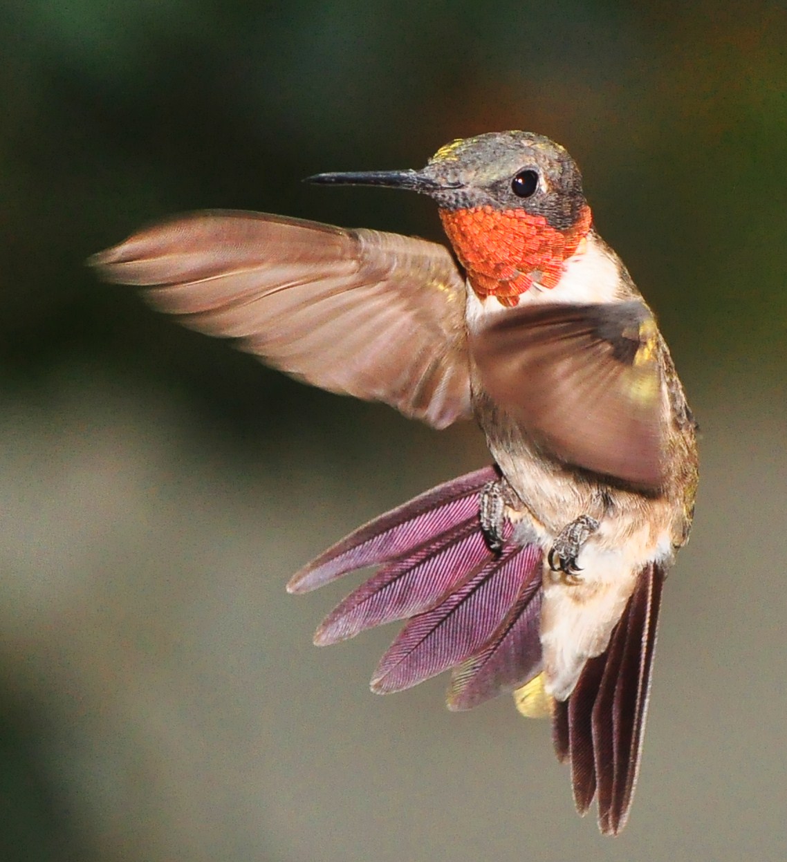 Colibrí garganta rubí en vuelo con las alas extendidas
