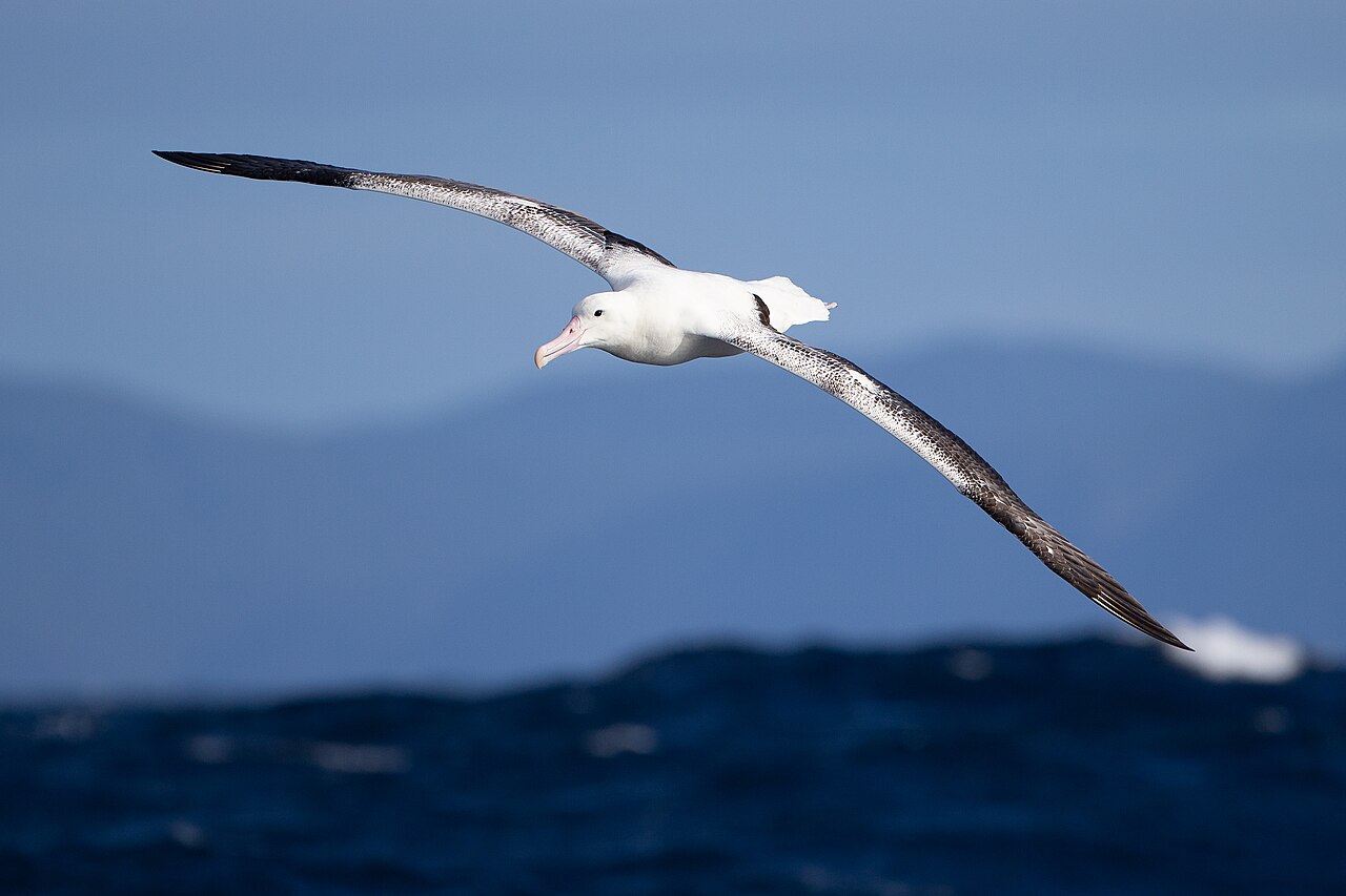 Albatros real austral con las alas completamente en vuelo horizontal.