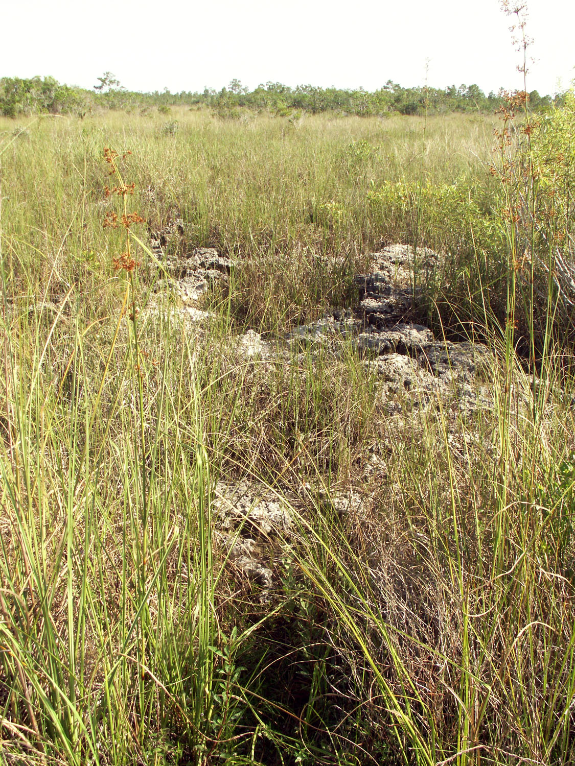 The Florida Everglades
