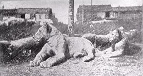 Whiskey and Soda, the lion mascots
