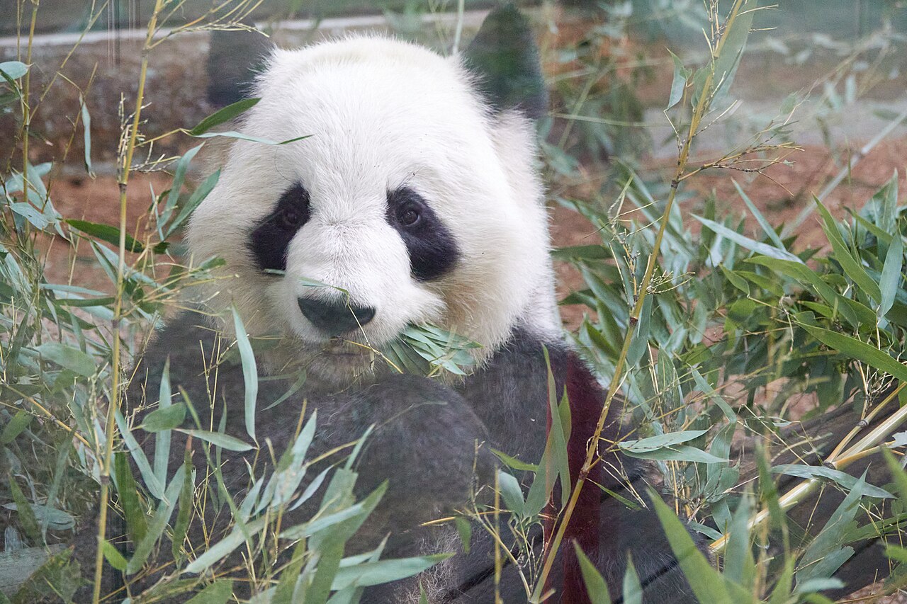 Giant panda Lun Lun at Zoo Atlanta