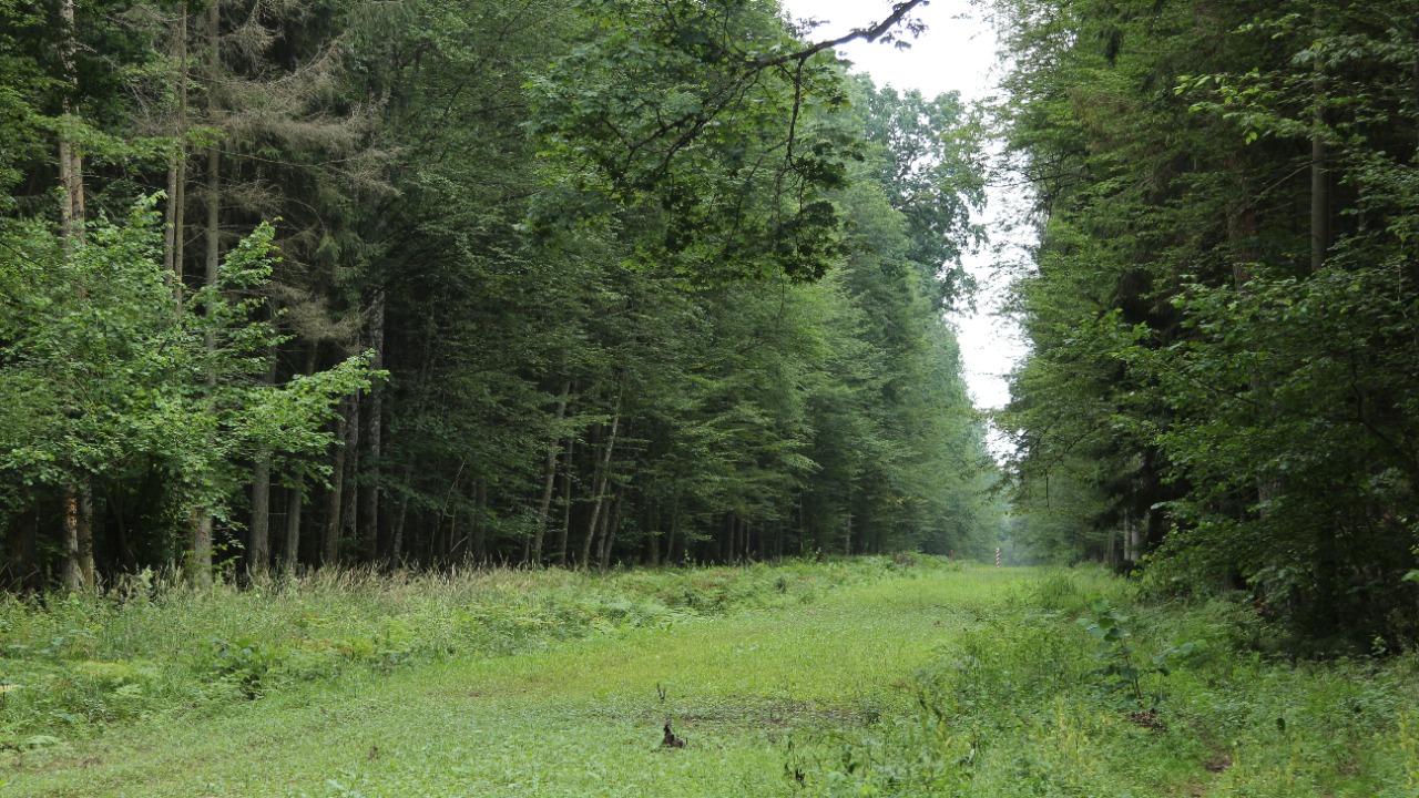 Forest along the Poland-Belarus border