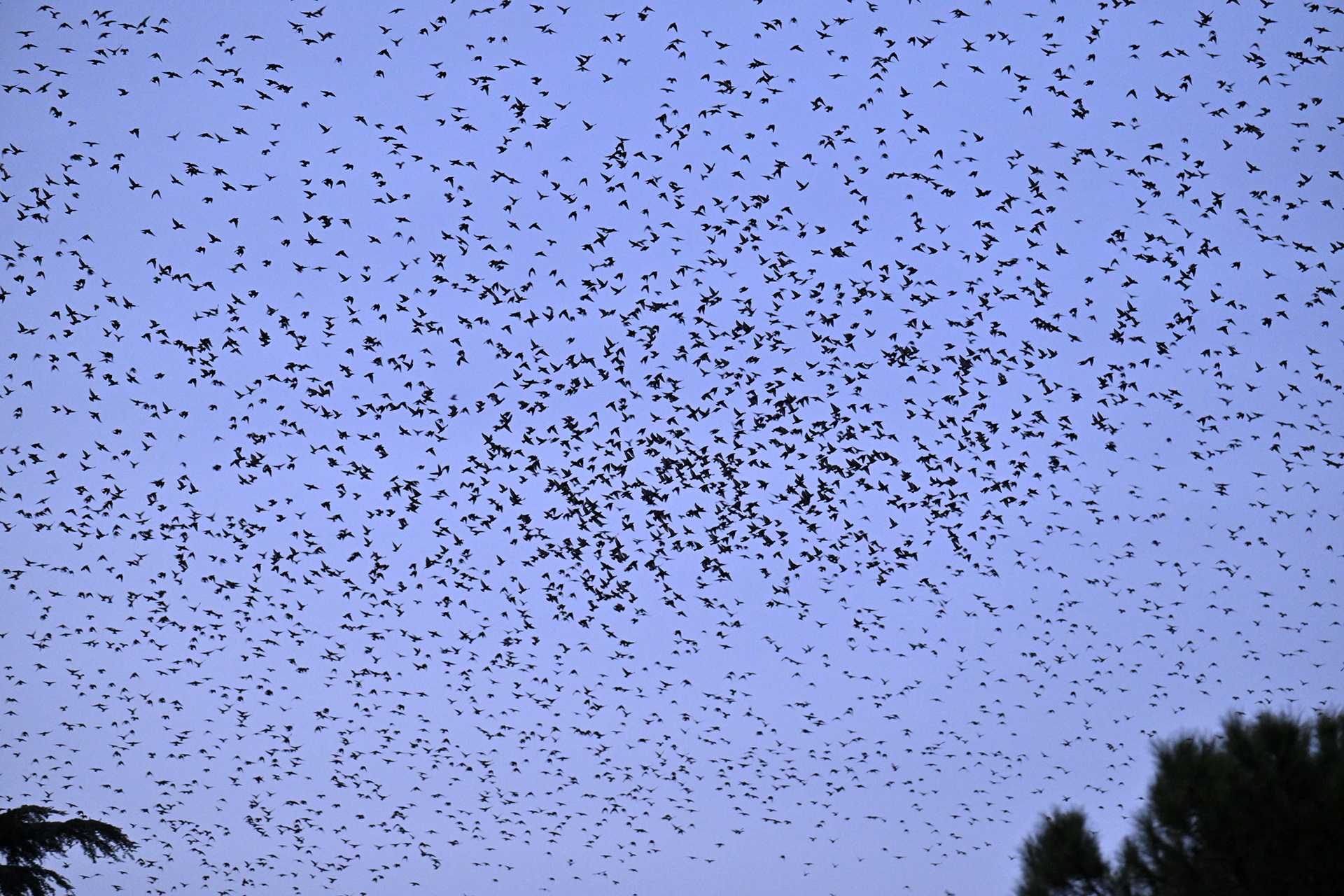 A murmuration of starlings against a bright sky