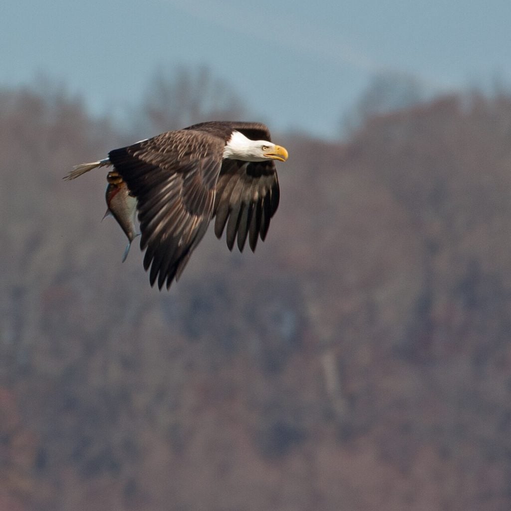 Bald eagle carrying a fish