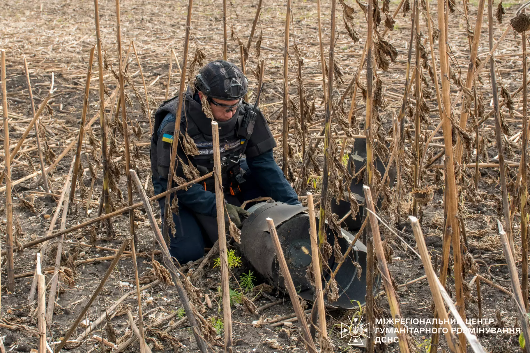 Remains of a Russian Geran drone in a sunflower field in Kharkiv Oblast, 5 October 2026